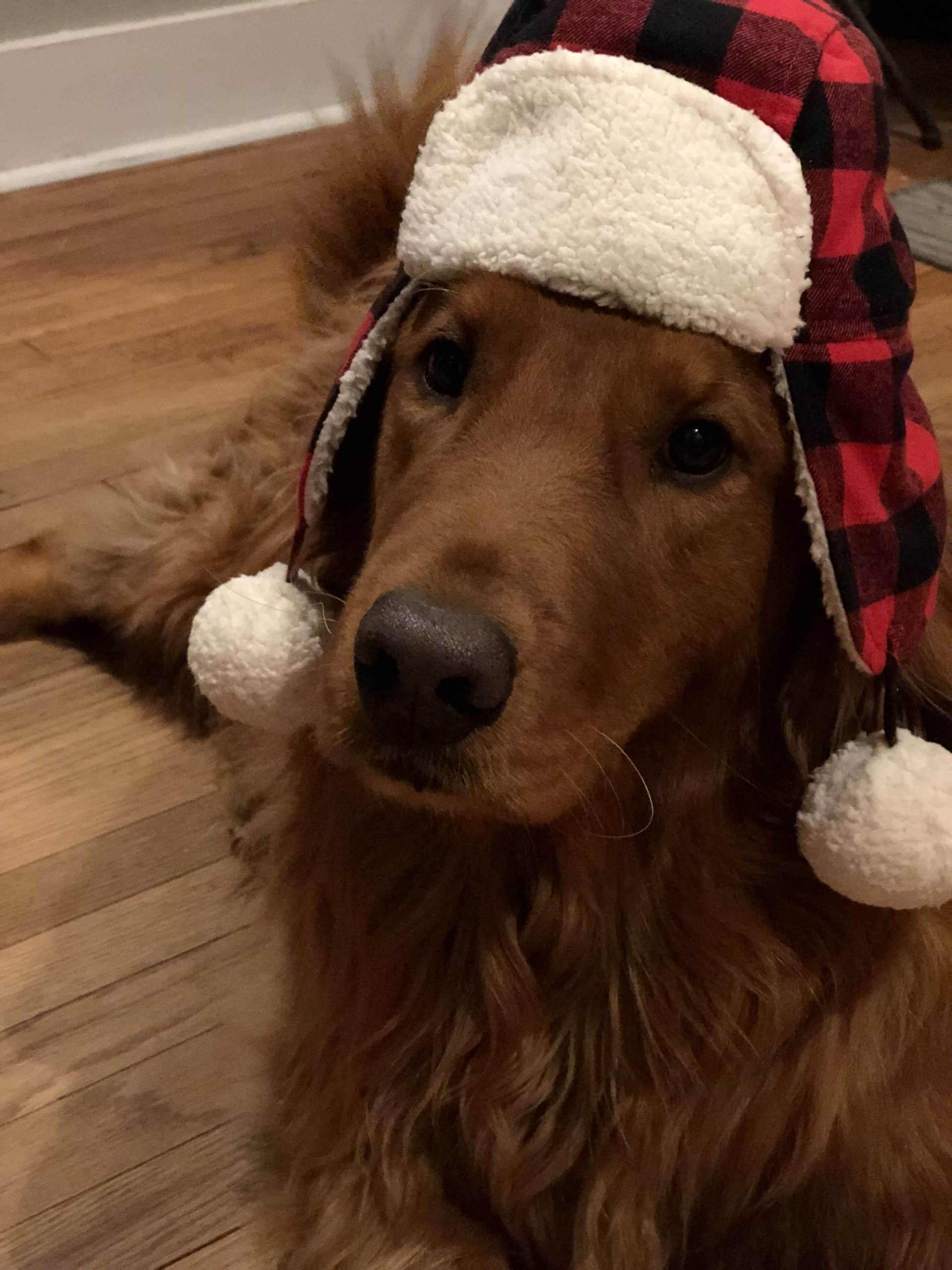 Entertaining a dog during winter