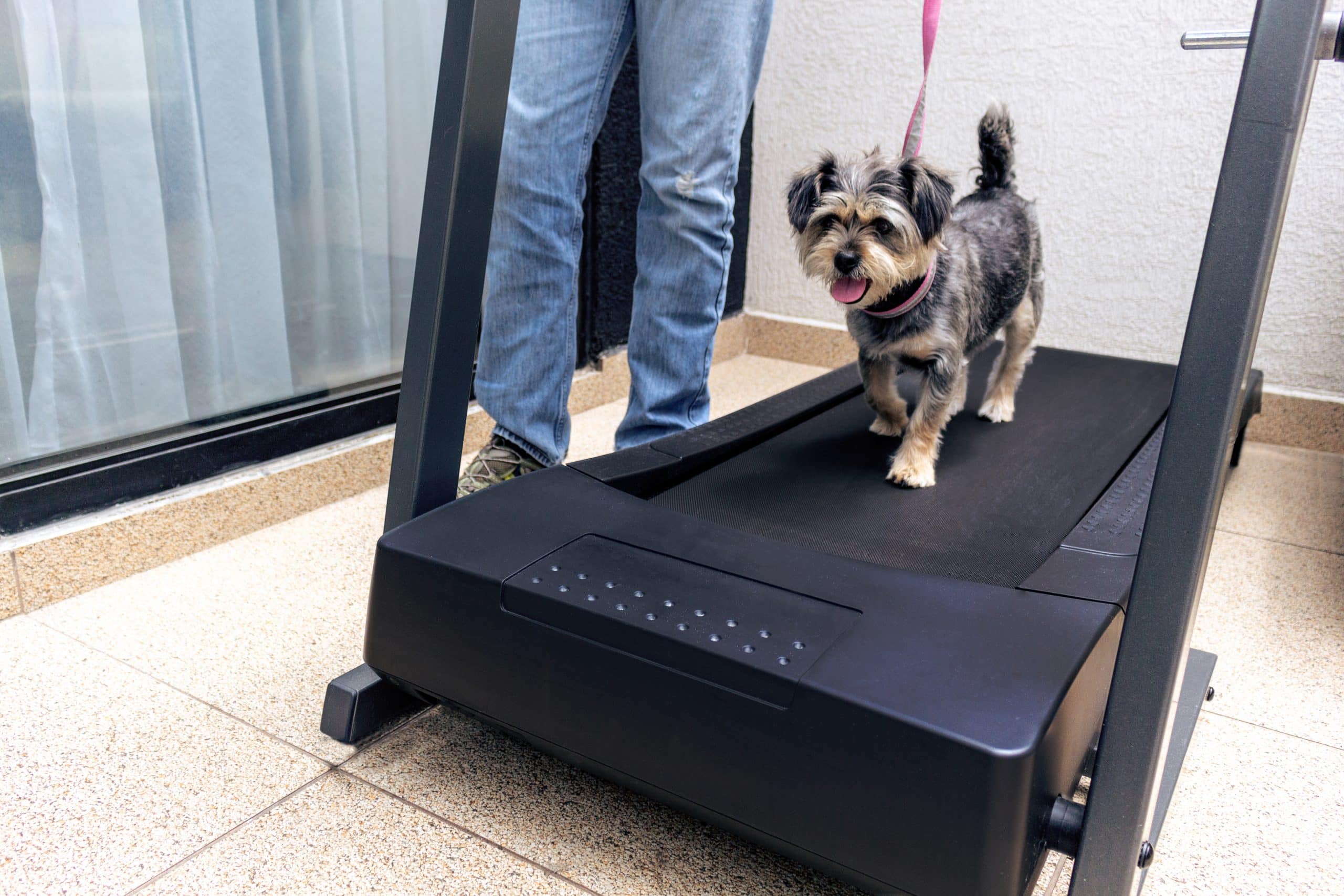 dog running on treadmill