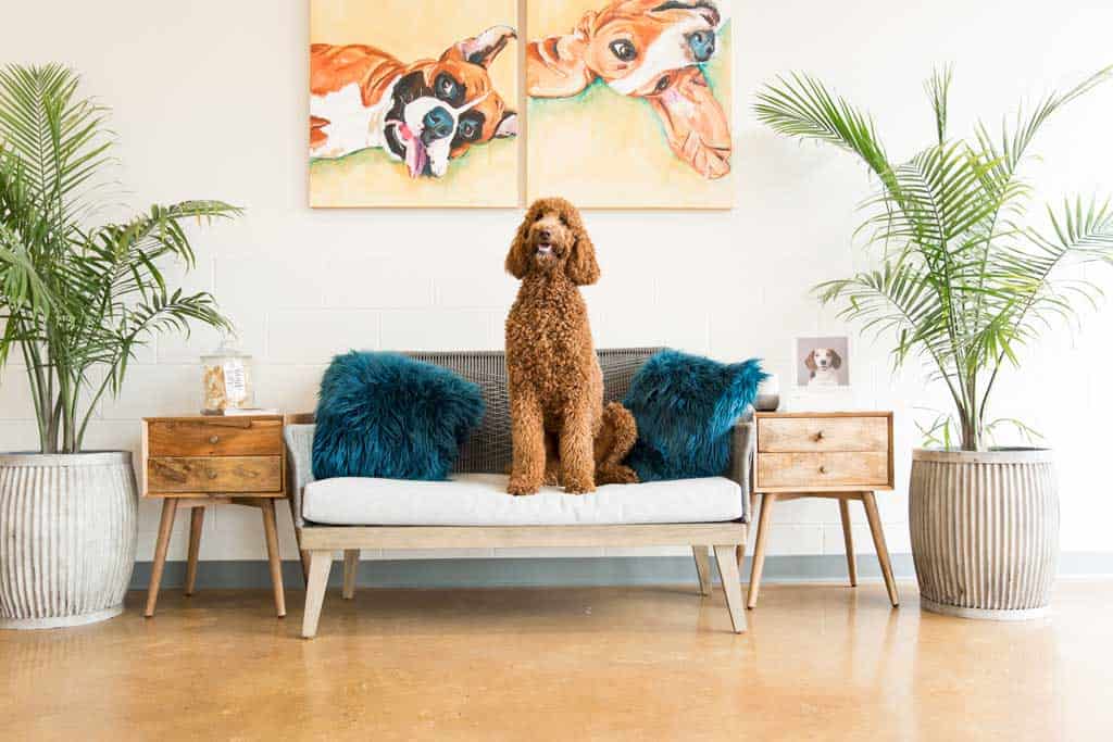 Entertaining a dog in a small home