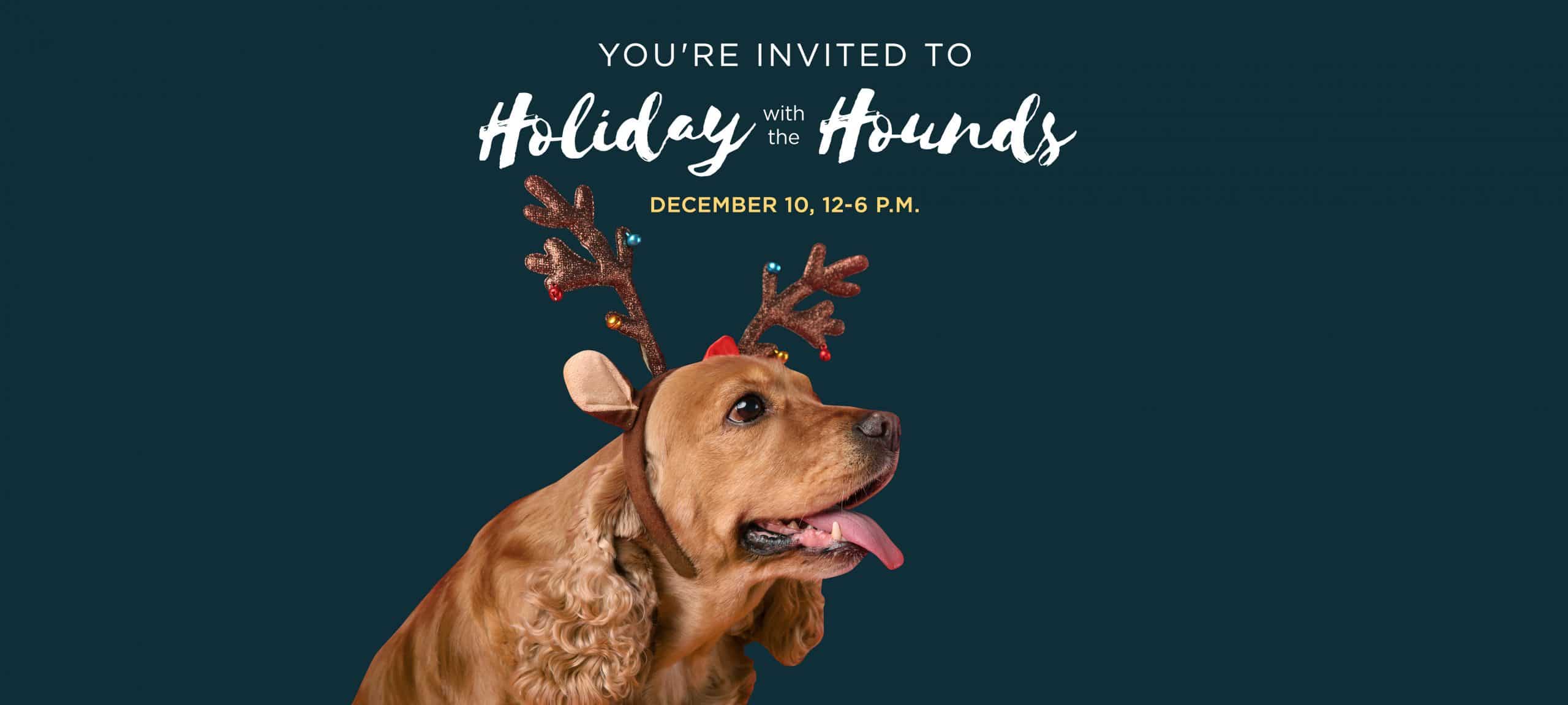 Hound lounge best sale grooming