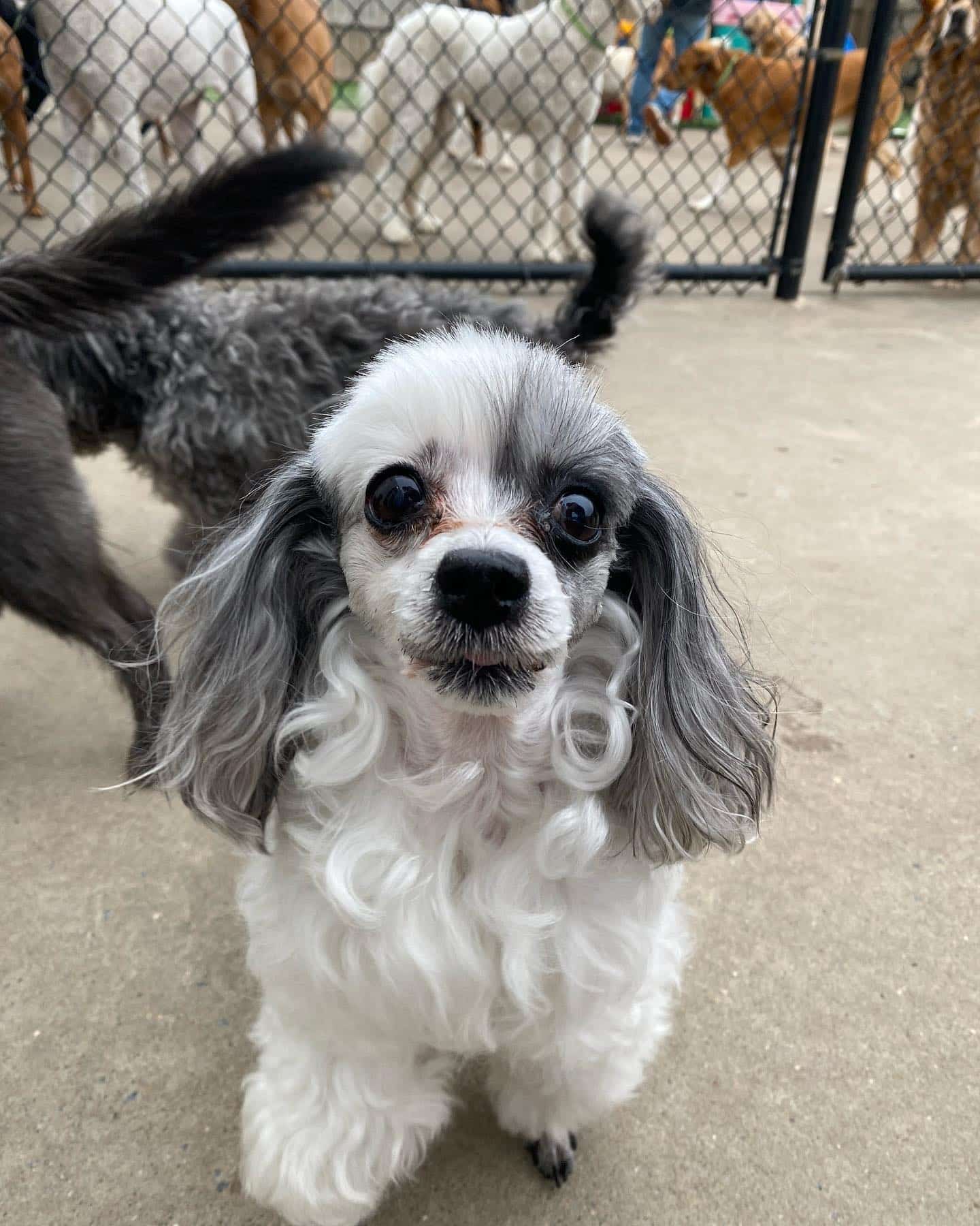 Dog shocked by Arkansas Laws