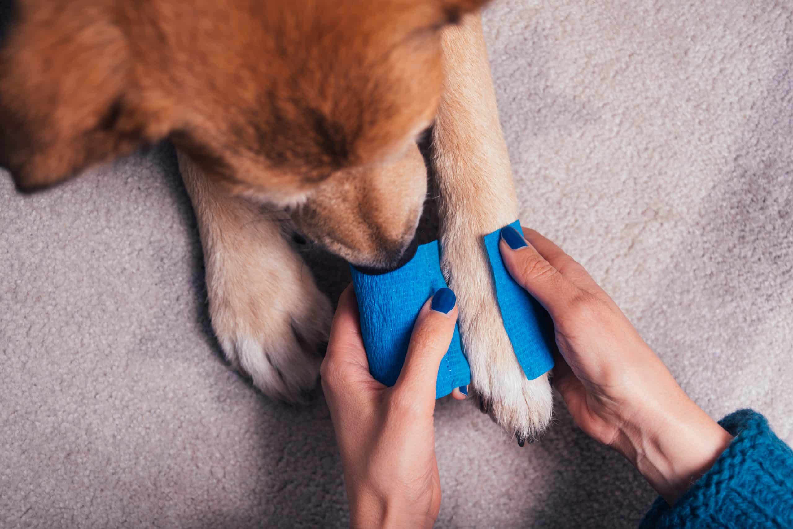 Dog safety after a tornado in Arkansas