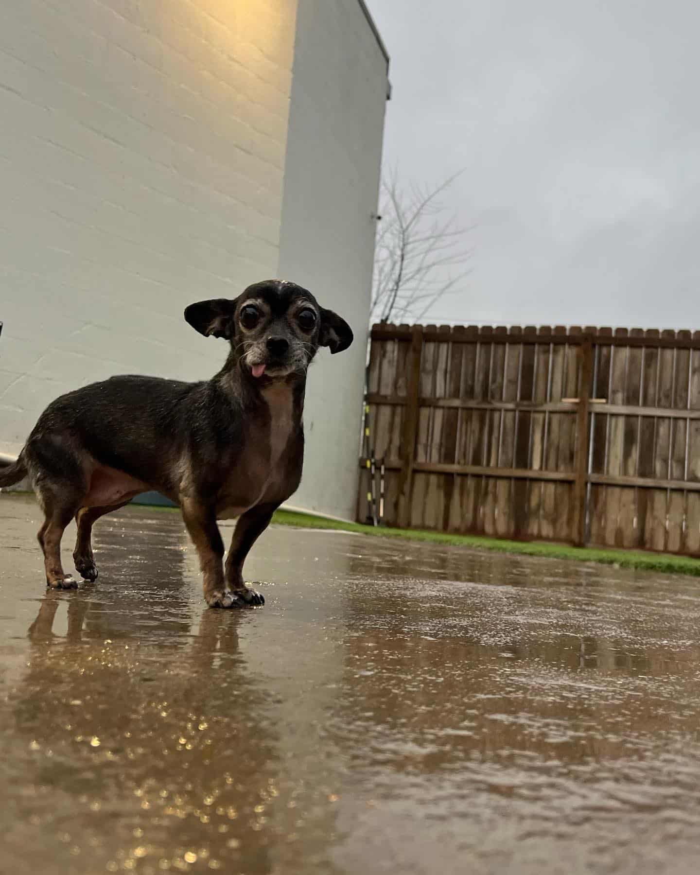 Dog in stormy Arkansas weather