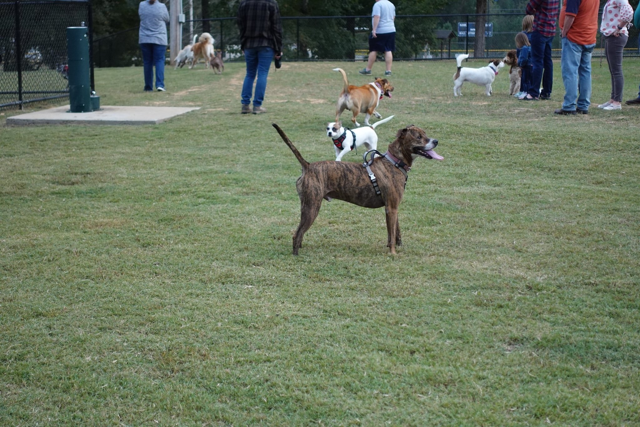 Things to do with my dog at Bryant bark park