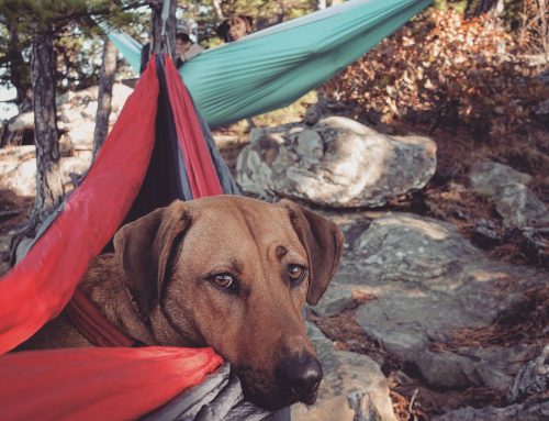 Dog First Aid Tips for Your Arkansas Adventures