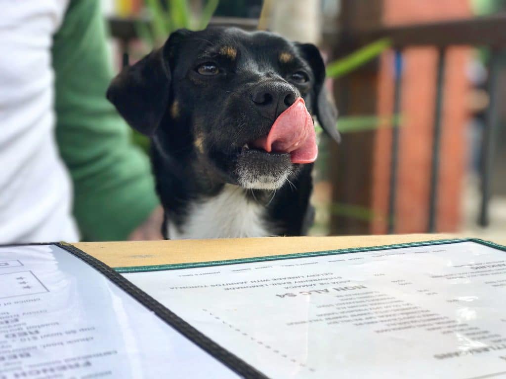 Dog friendly restaurants in Bryant