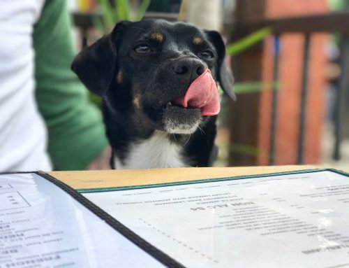The Best Things to Do with My Dog in Bryant