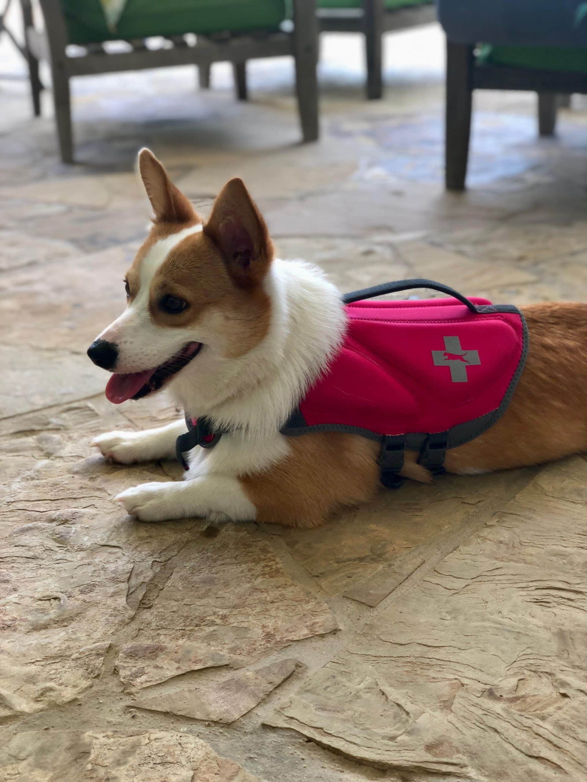 Corgi wearing life jacket Not all dogs go swimming, some relax by the water