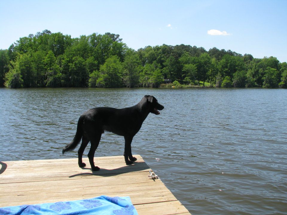 Dog gazing over water Dog gazing over water