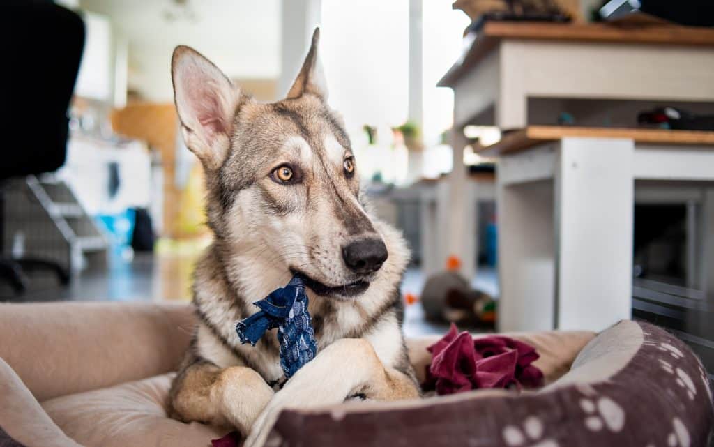 5 DIY enrichment toys for your pooch 