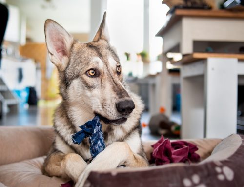 Get More Bark for Your Buck with DIY Dog Toys