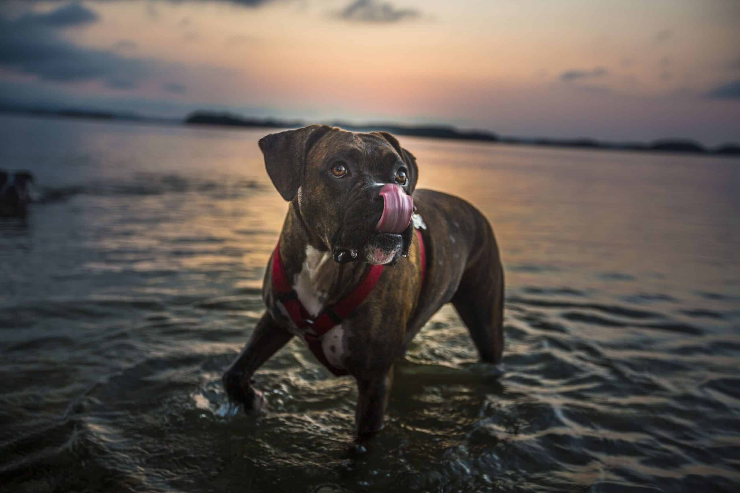 Dog wading in lake