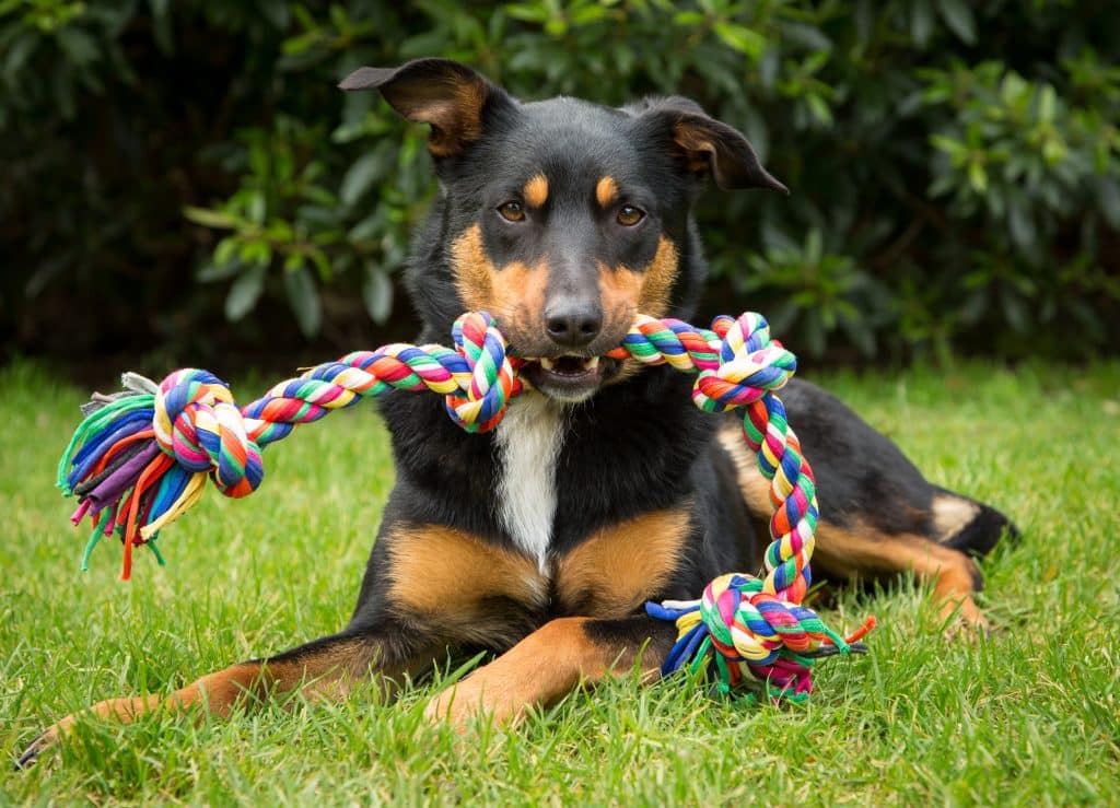 Fun DIY Dog Puzzles for Fido