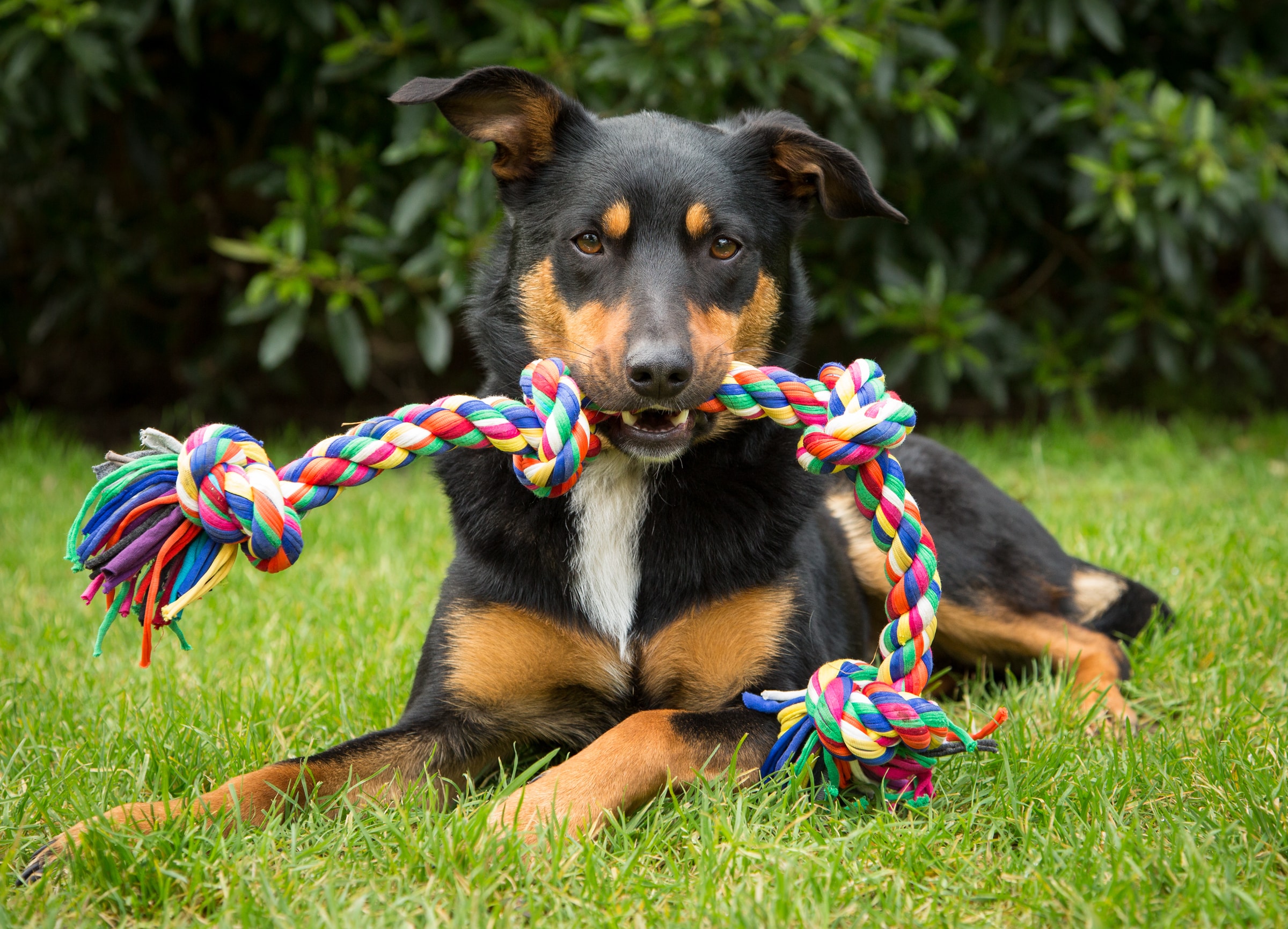 Dog playing with diy rope toy