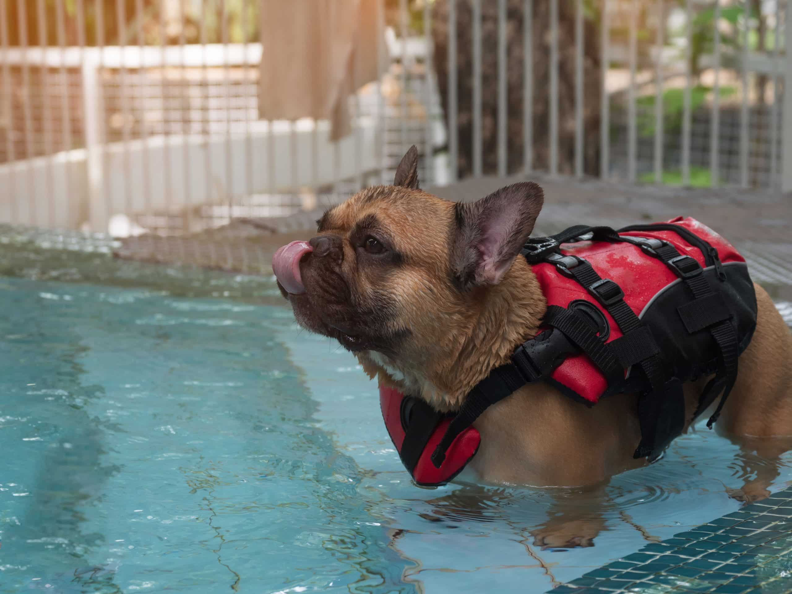 Fawn,French,Bulldog,Wearig,Red,Life,Jacket,Standing,In,The French bull dog swimming in the shallows