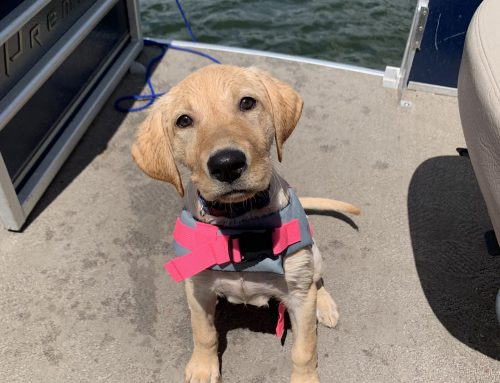 Ruffing it on the Water: Dos and Don’ts for Taking Your Dog Swimming in Arkansas