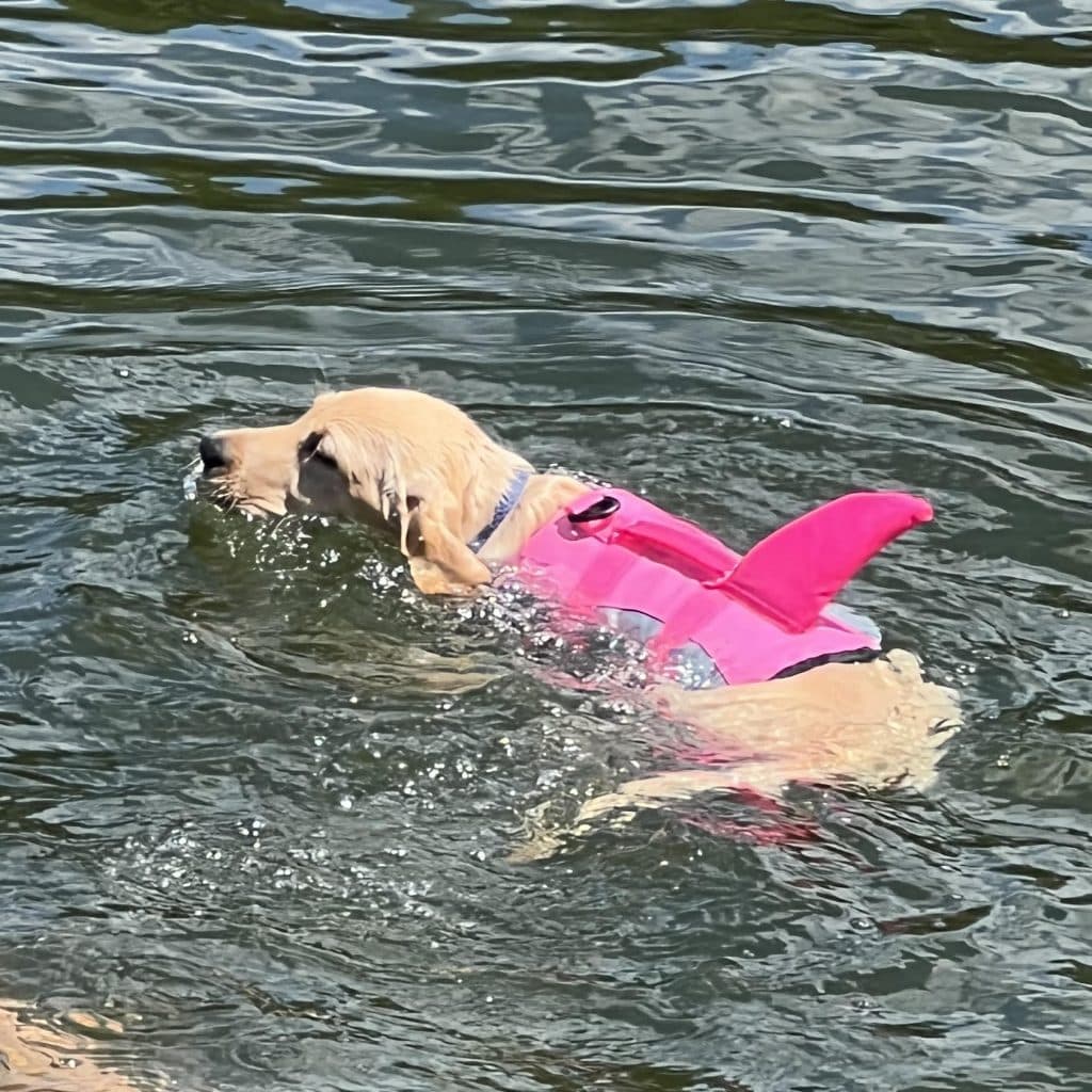Dog swimming with life jacket on