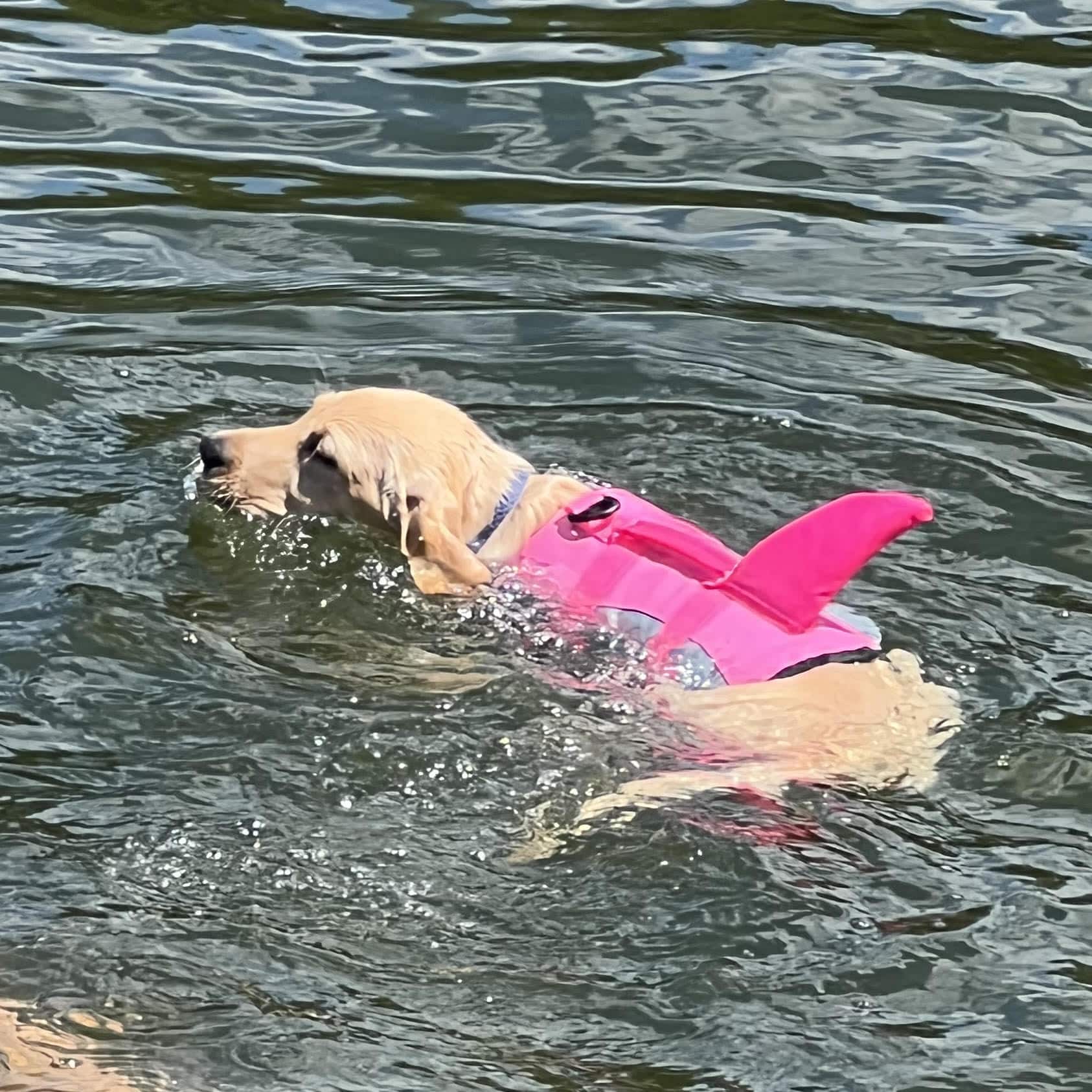 Lab swimming with life jacket Dog swimming with life jacket on