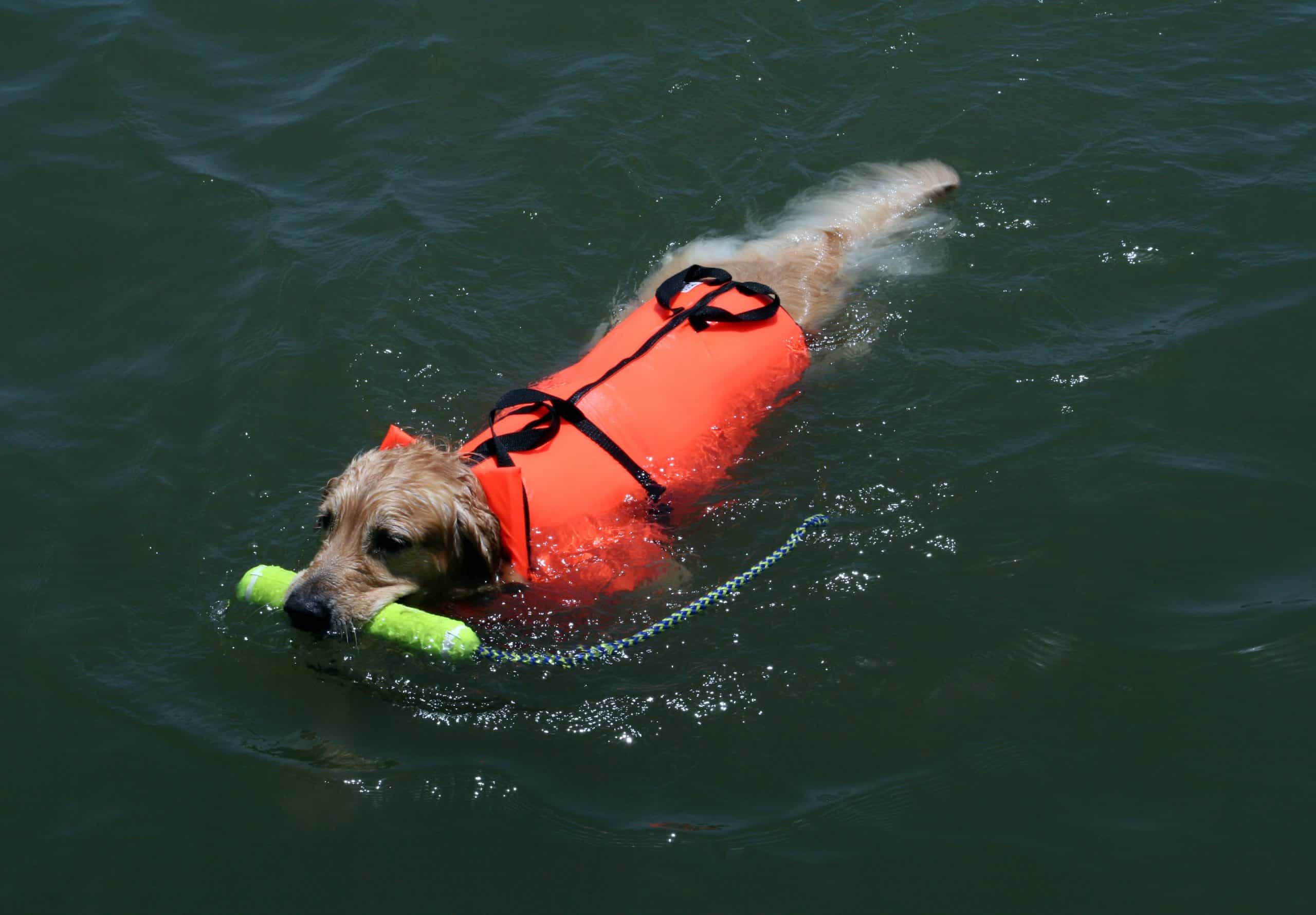 Dog,Swimming,With,A,Life,Jacket,And,Fetching,A,Toy Retriever dog swimming in water
