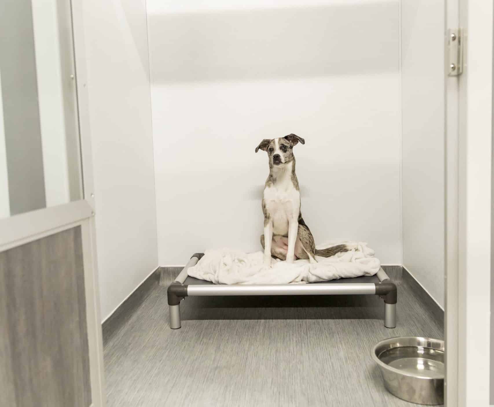 Luxury pet suites at Hounds Lounge