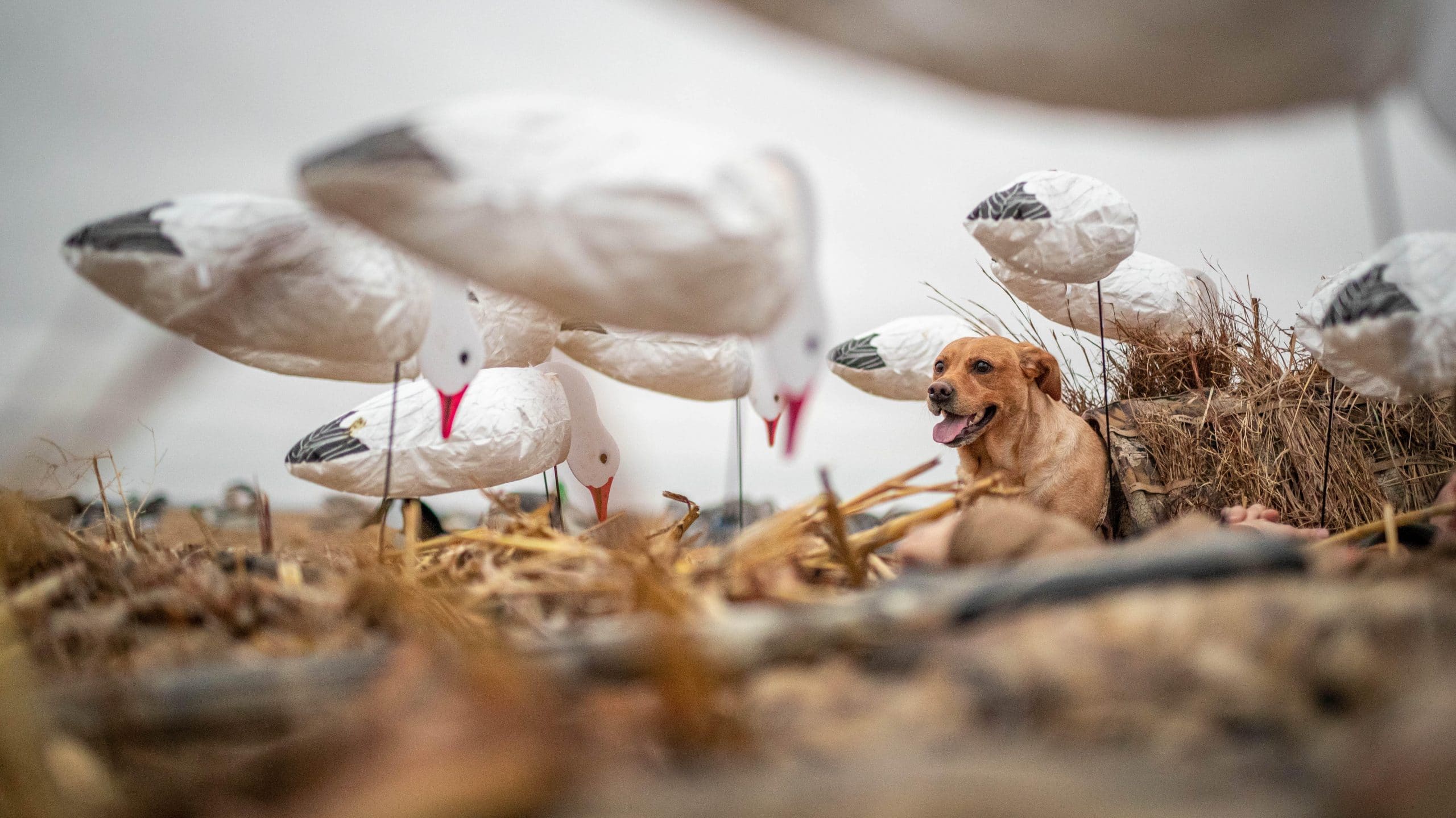 Hunting dog bird decoys up close