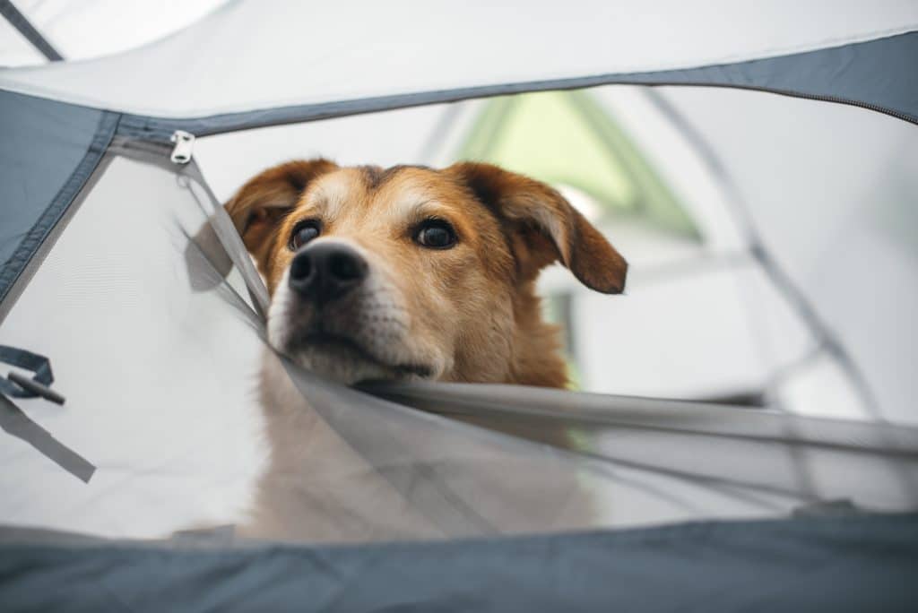 Camping with dogs in Arkansas