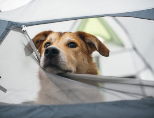 Happy Tails: Tips for Camping with Dogs in Arkansas