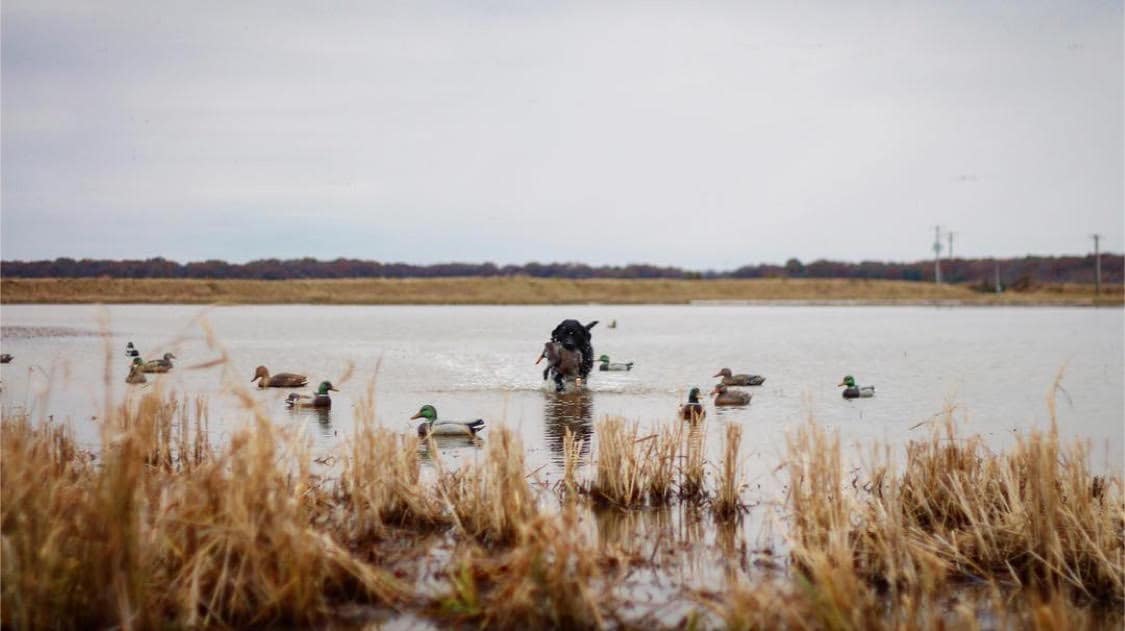 Hunting dog training with decoys