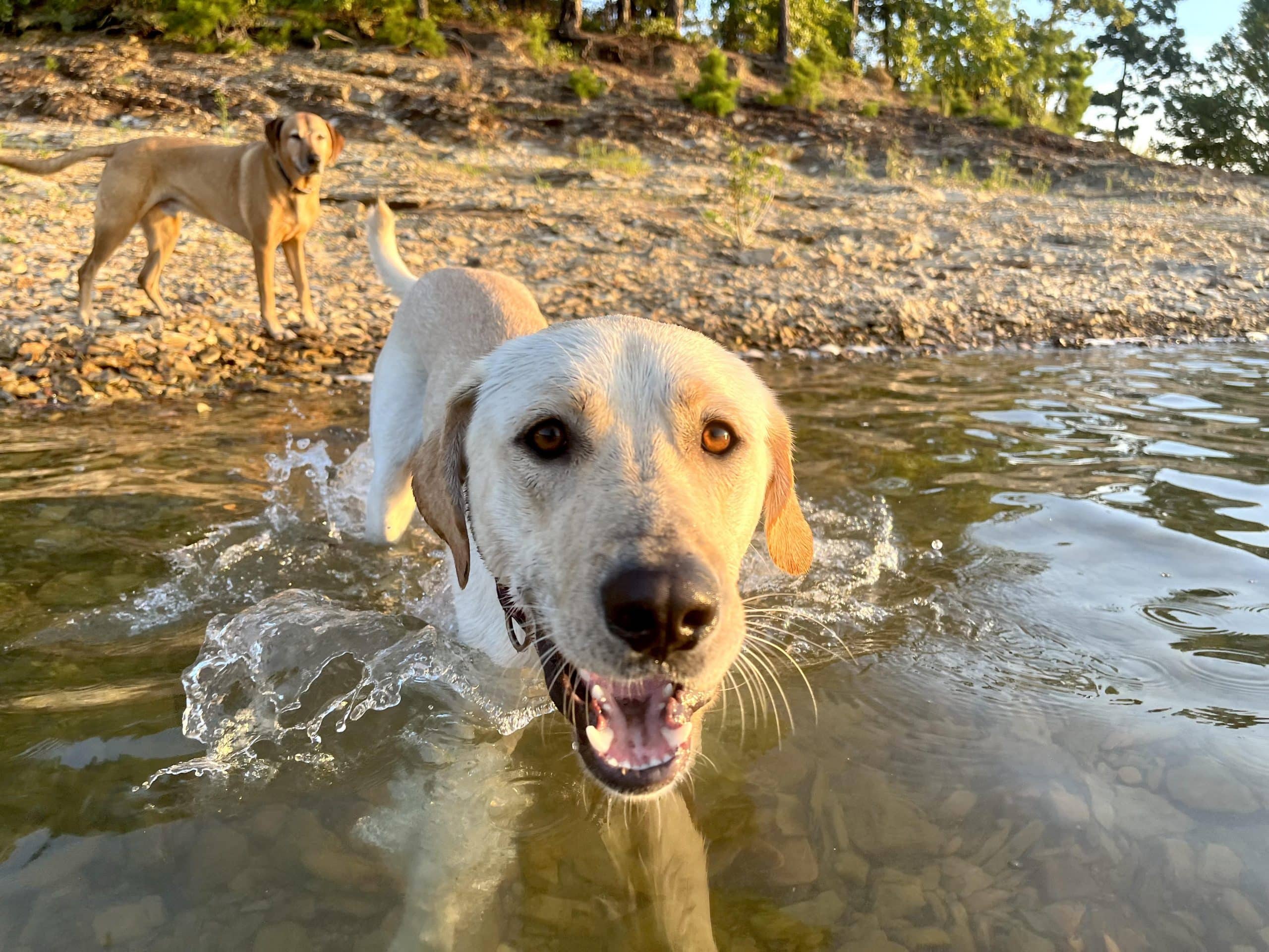 Dogs swimming at Lake Ouachita