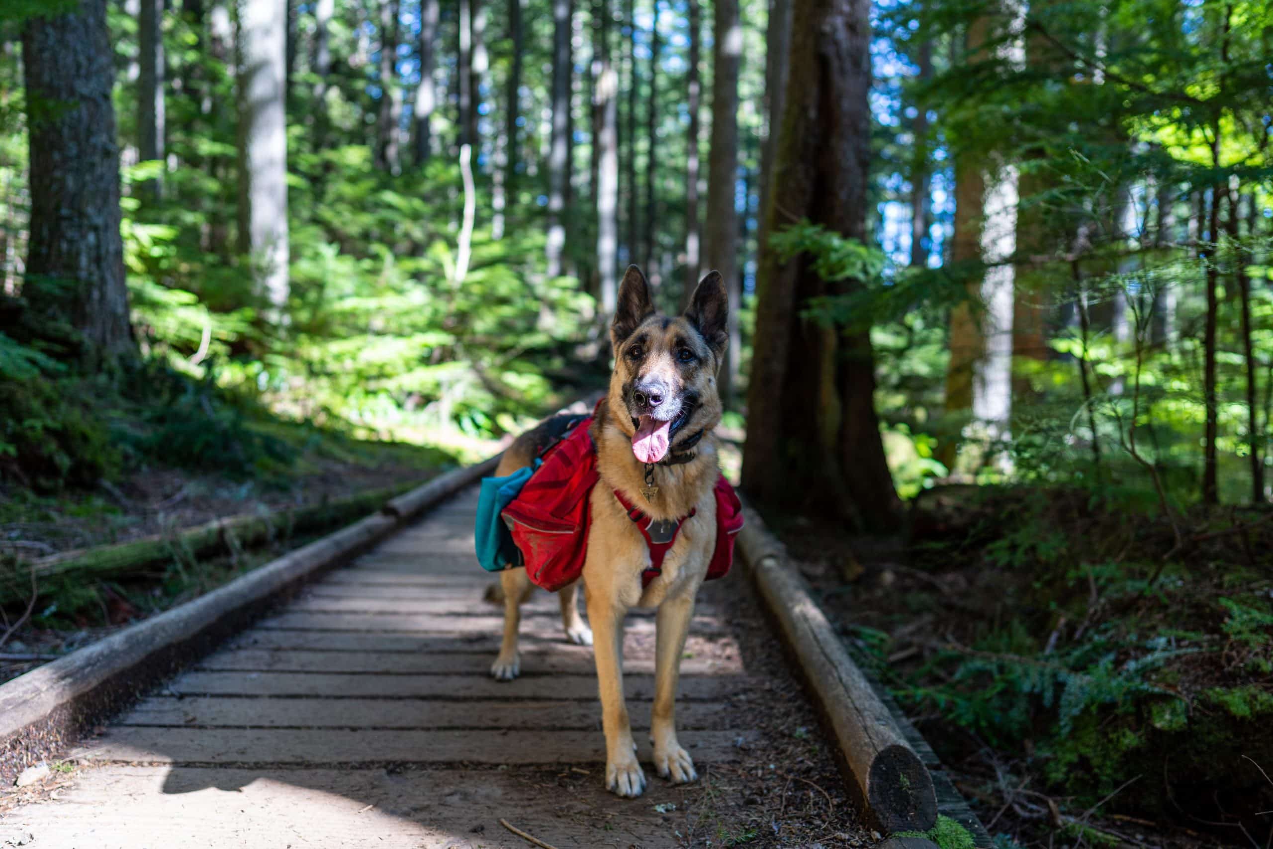 German shepherd with hiking pack