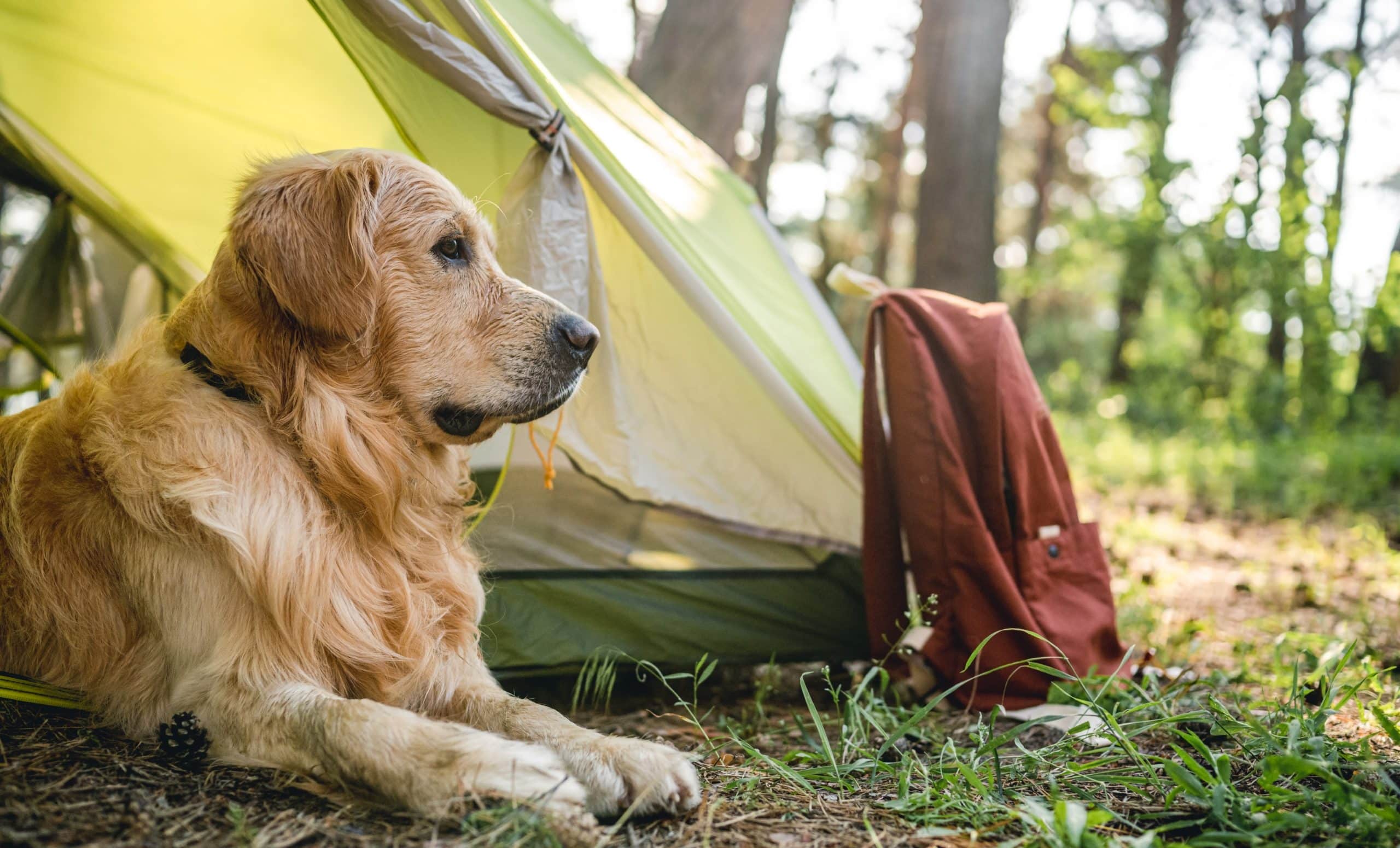 Golden Retriever Lying Close To Tent