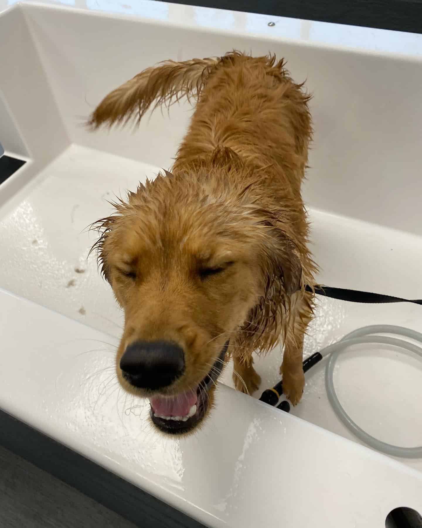 Golden Retriever getting bath at Hounds Lounge after a long day of hunting