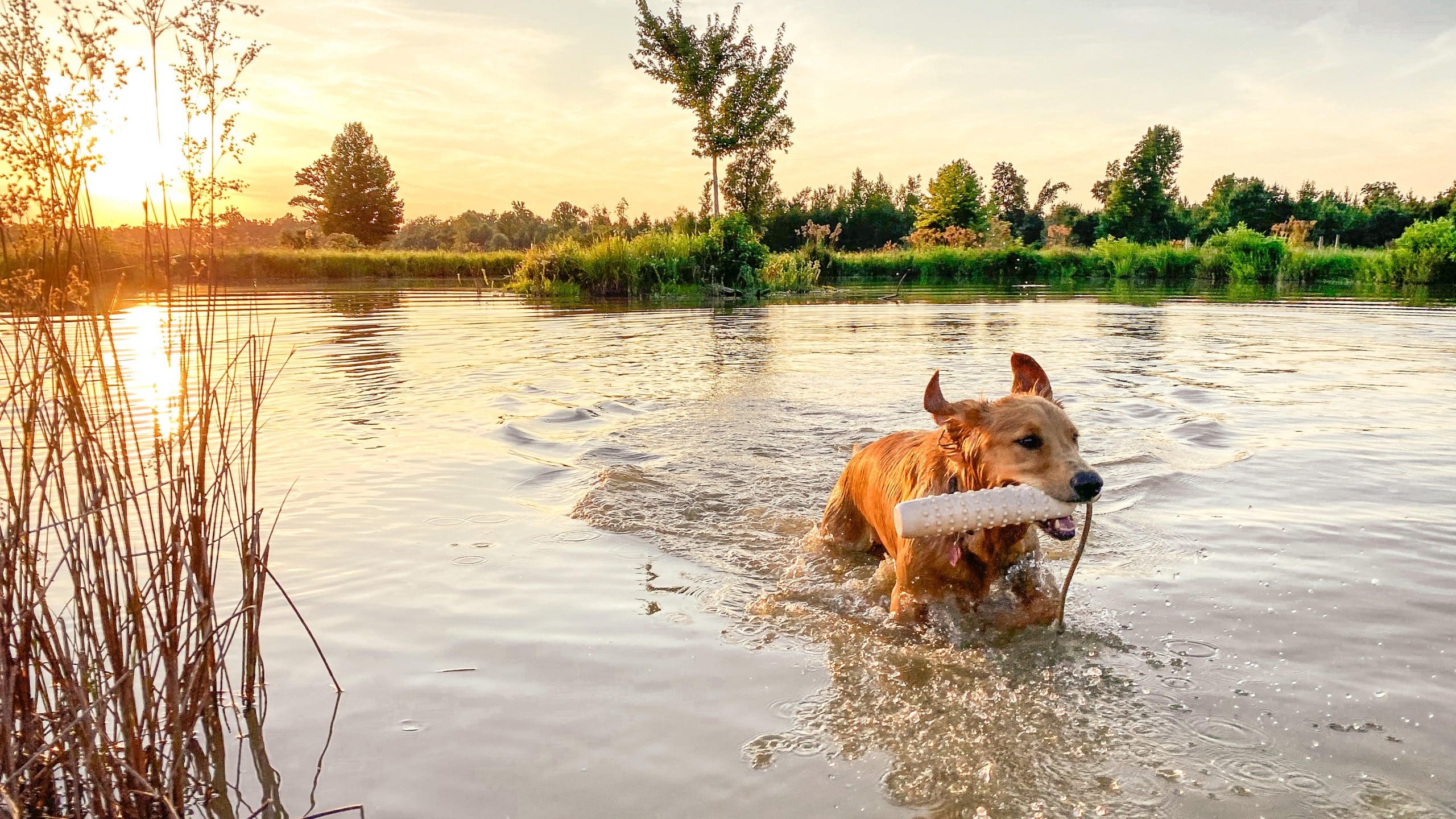 Golden Retriever hunting training