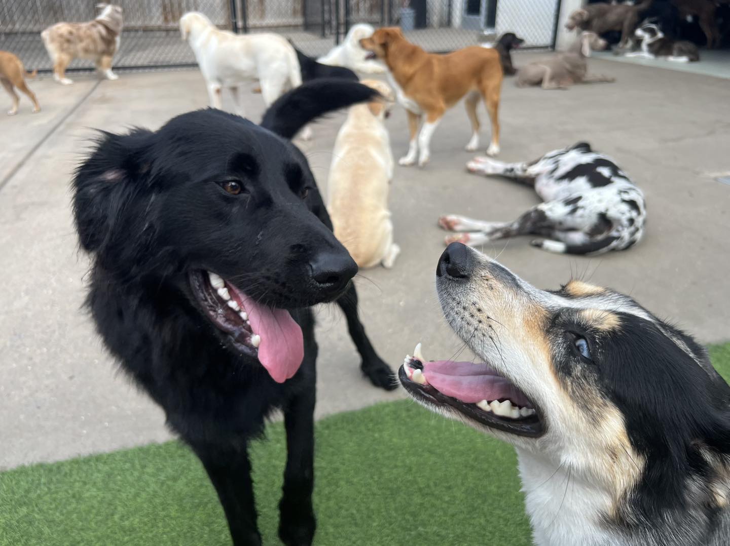 Happy dogs playing at Hounds Lounge