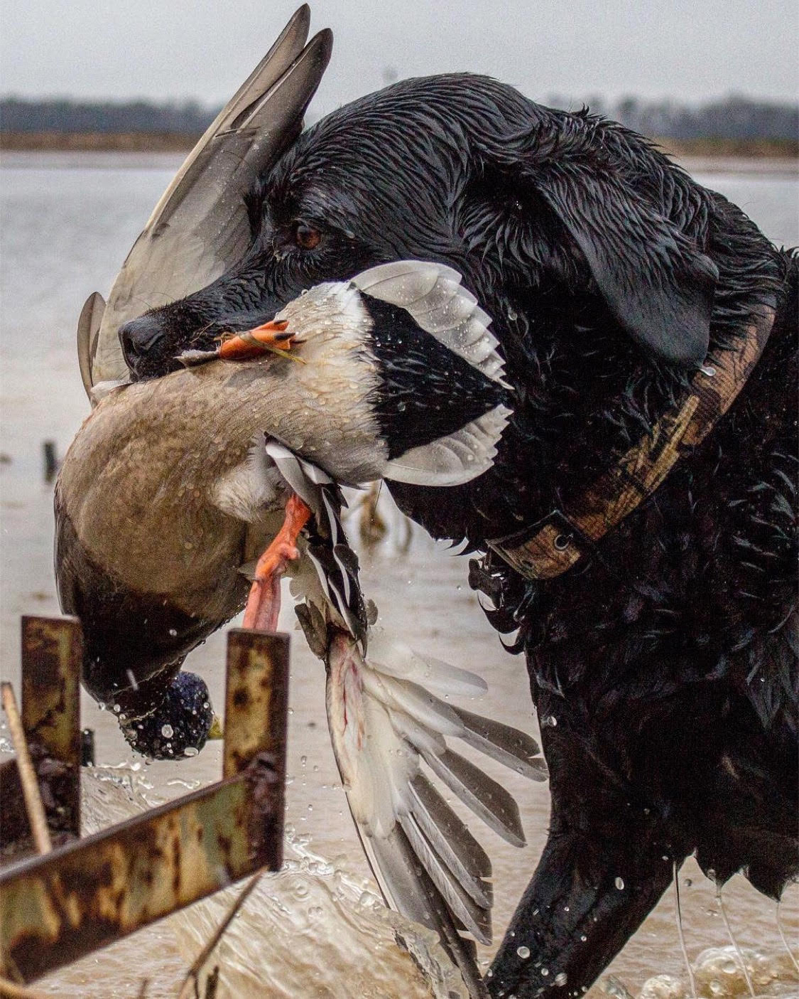 Labrador with decoy close up