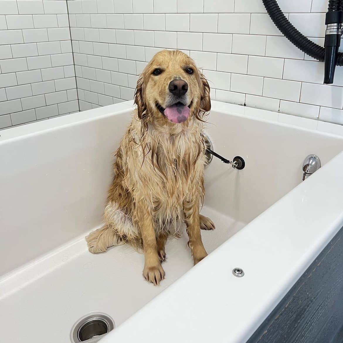 No appointment needed for self service dog wash