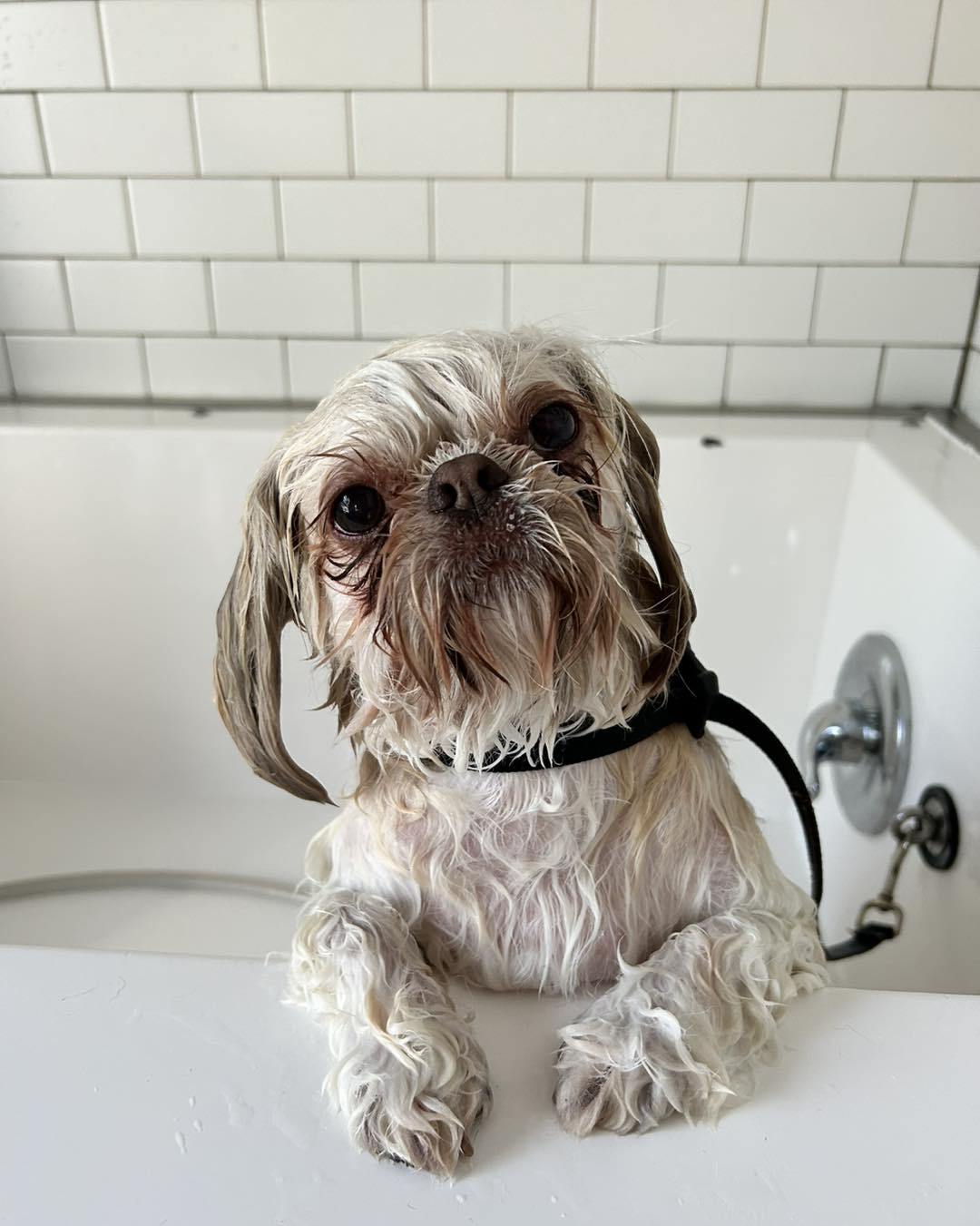 Bath time at Hounds Lounge