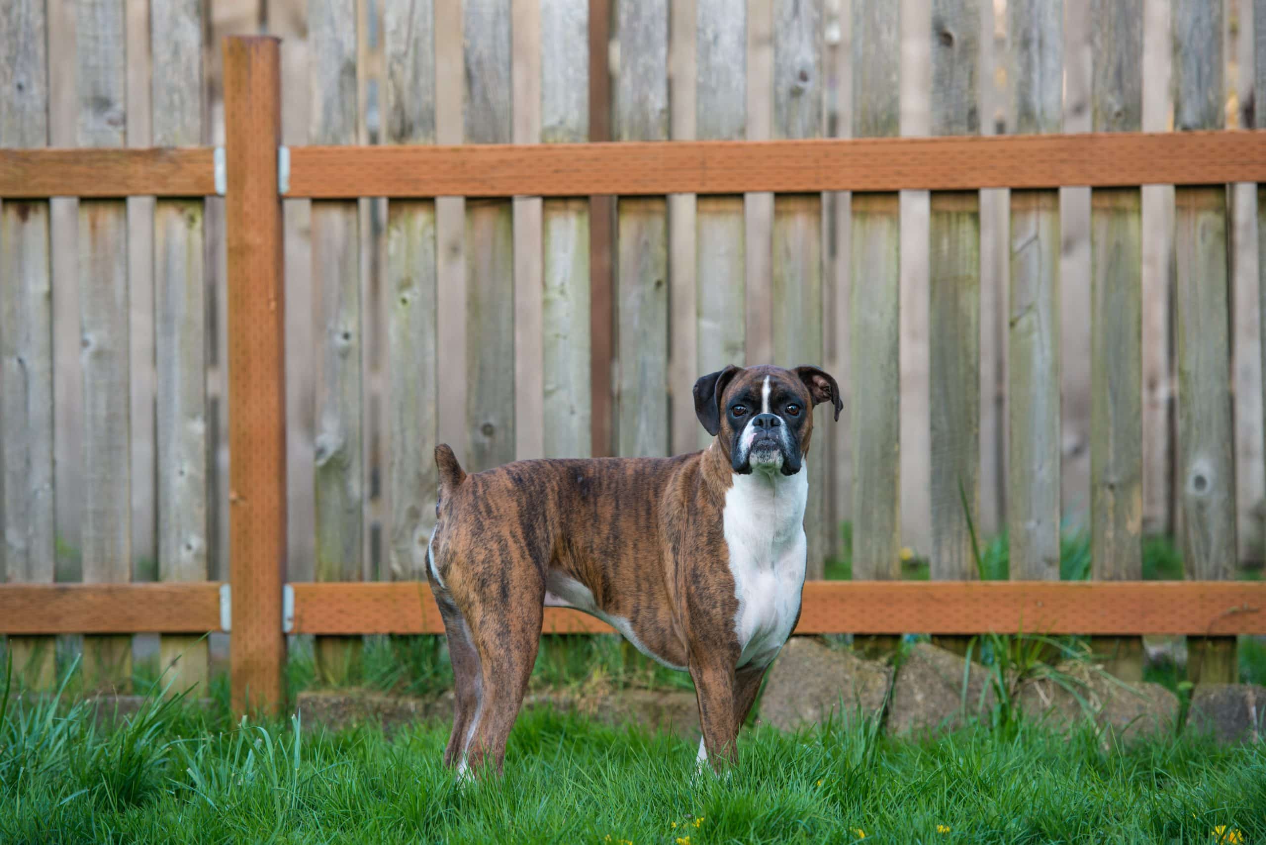 boxer getting exercise in the yard