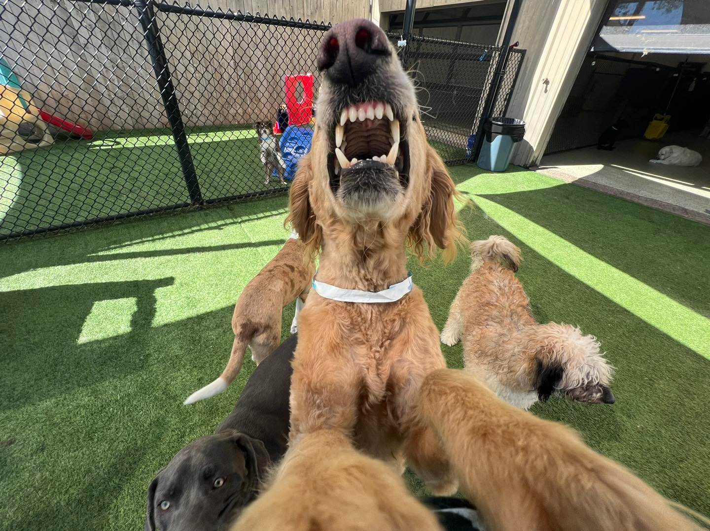 Dog teeth selfie