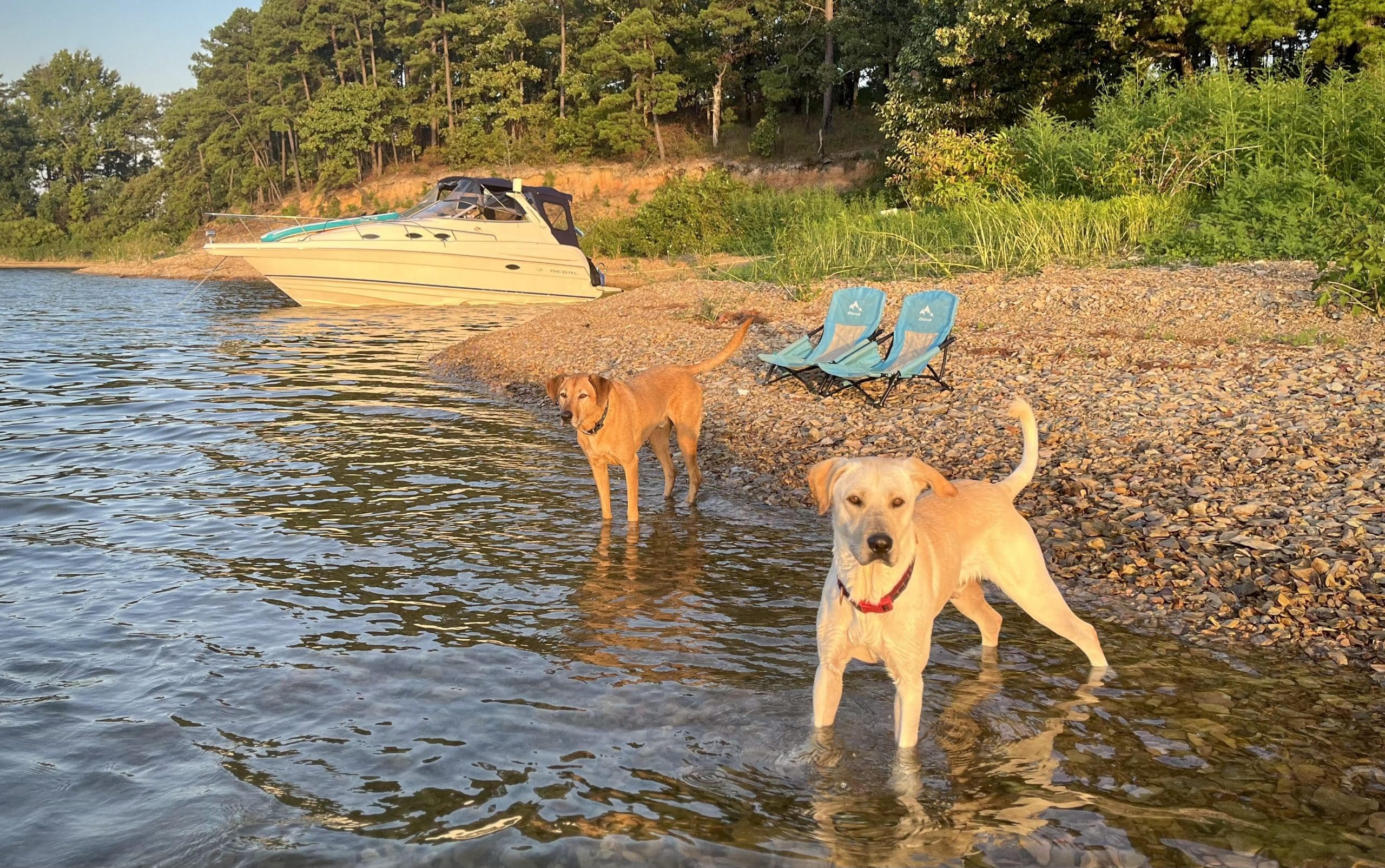 Dogs wading in Lake Ouachita