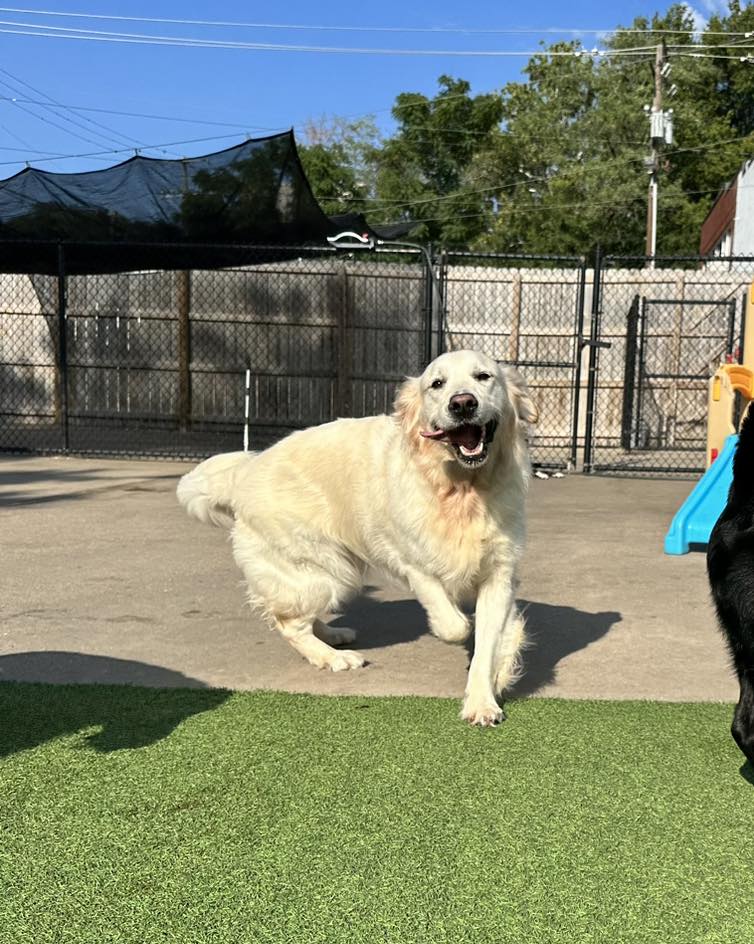 Happy Golden Retriever