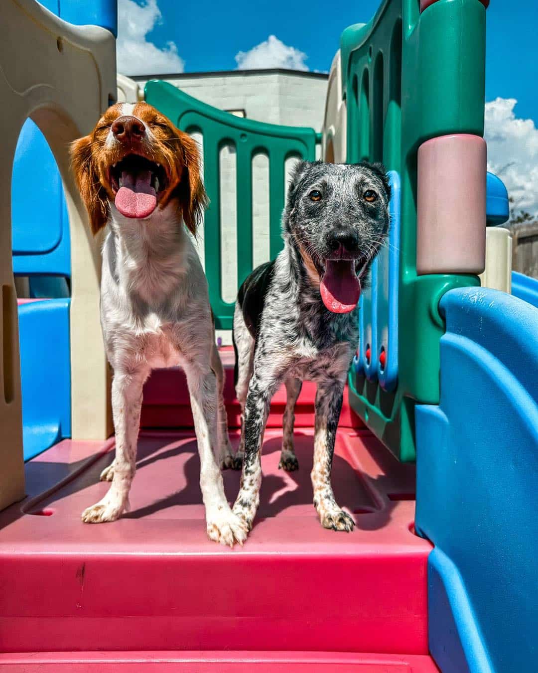 Two Happy dogs