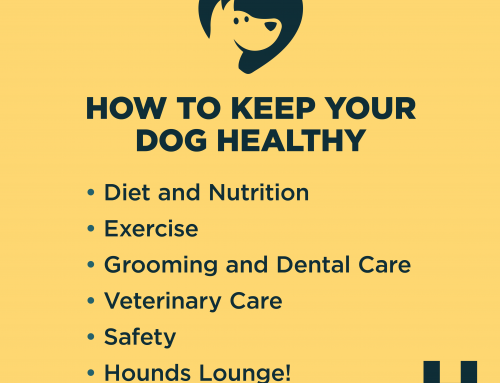 How to Keep Your Dog Healthy: Tips for a Doggone Good Life