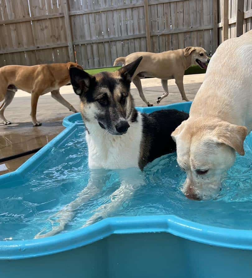 Staying cool in kiddie pool