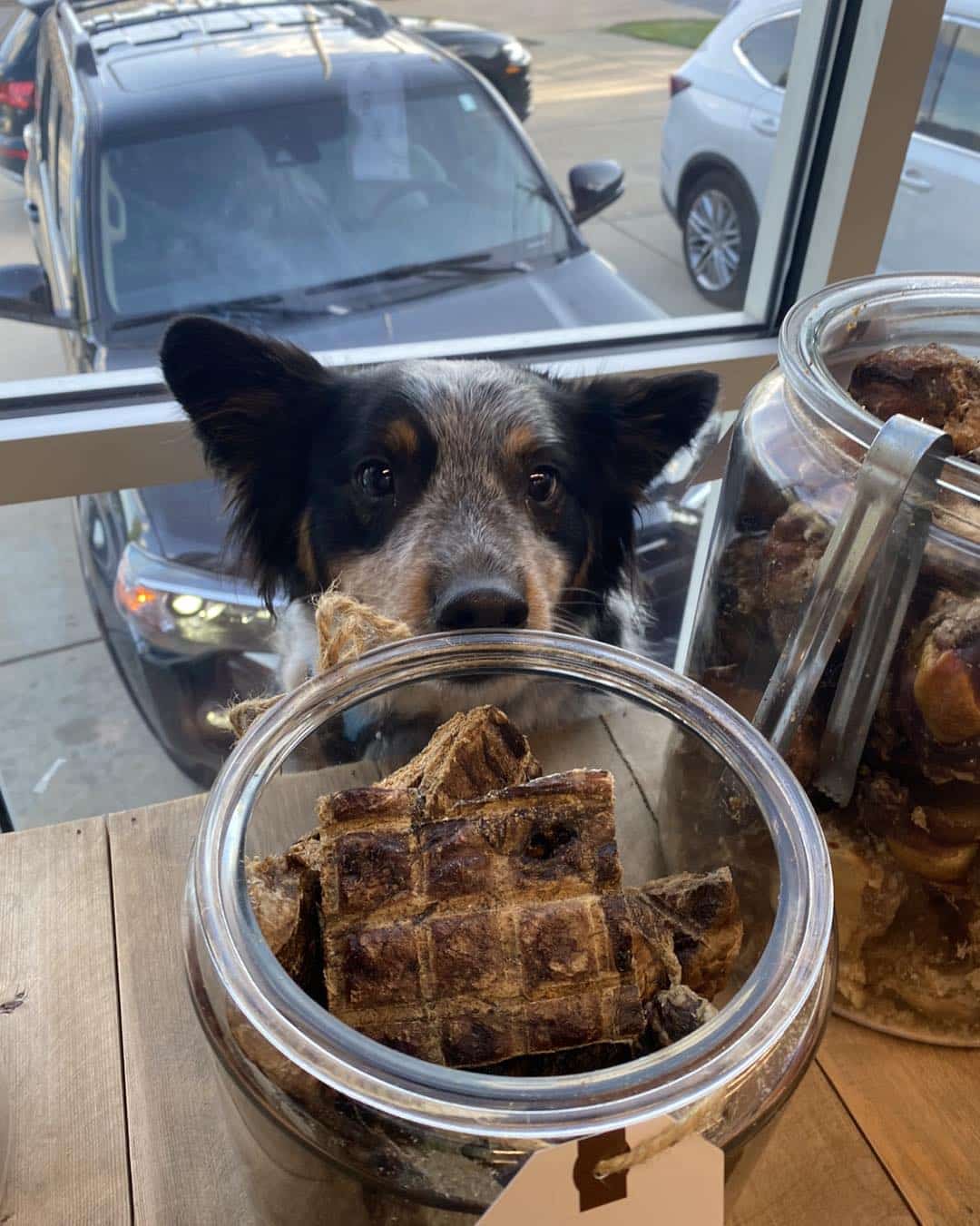 Treat jar at Hounds Lounge