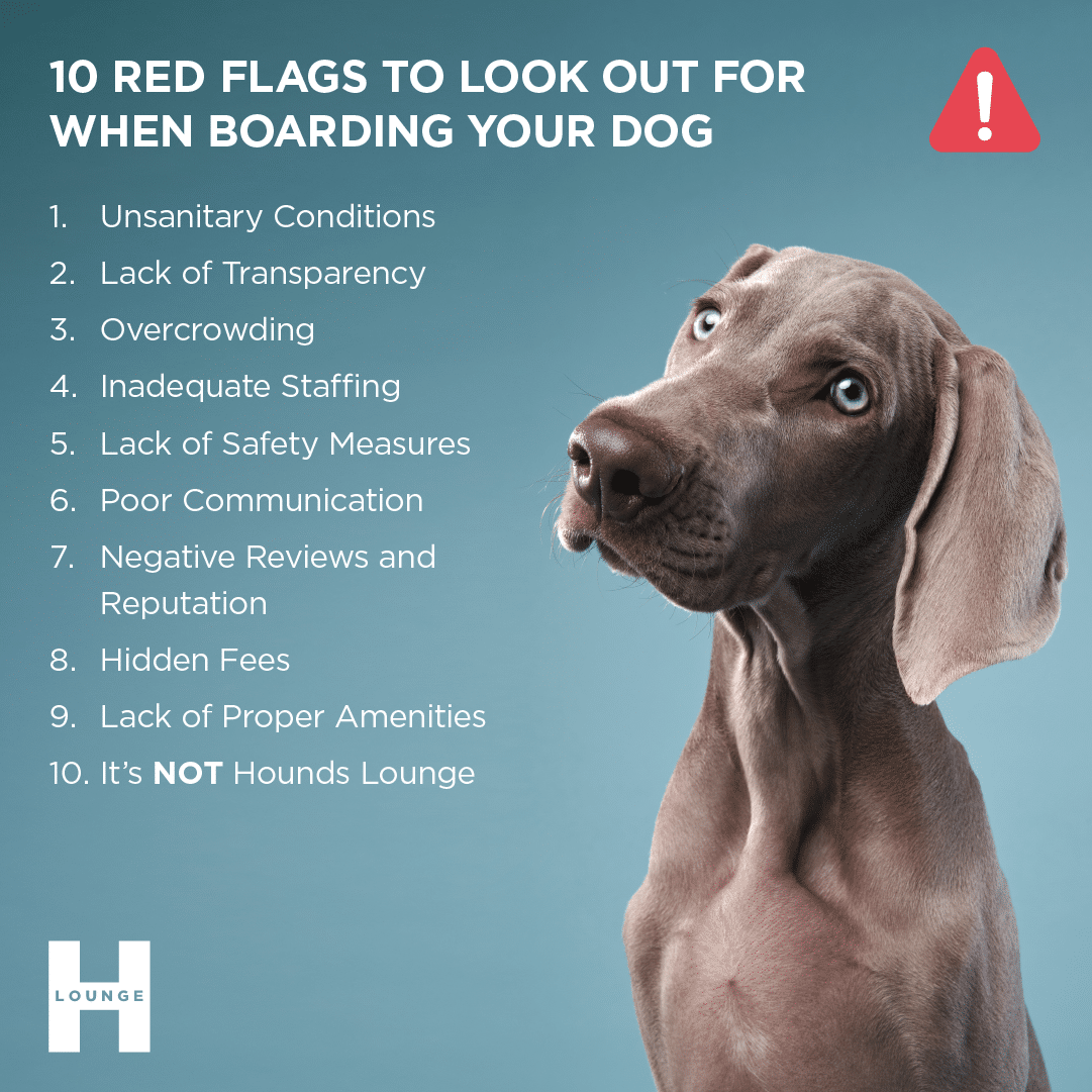 10 Red Flags to Look Out for When Boarding Your Dog