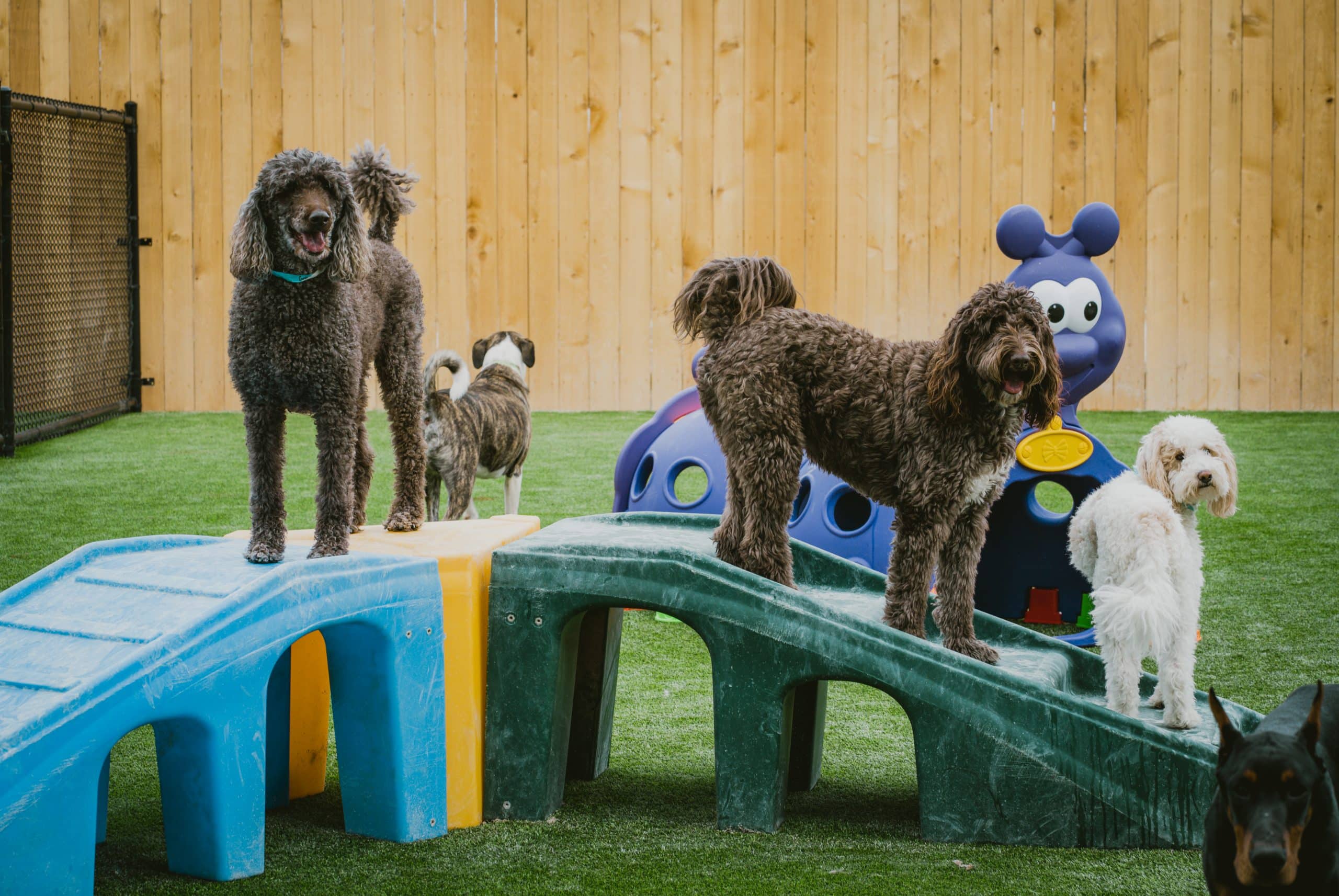 Clean Bryant Hounds Lounge Play Yard