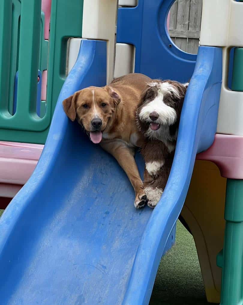 Dogs on slide at the best dog daycare in Arkansas