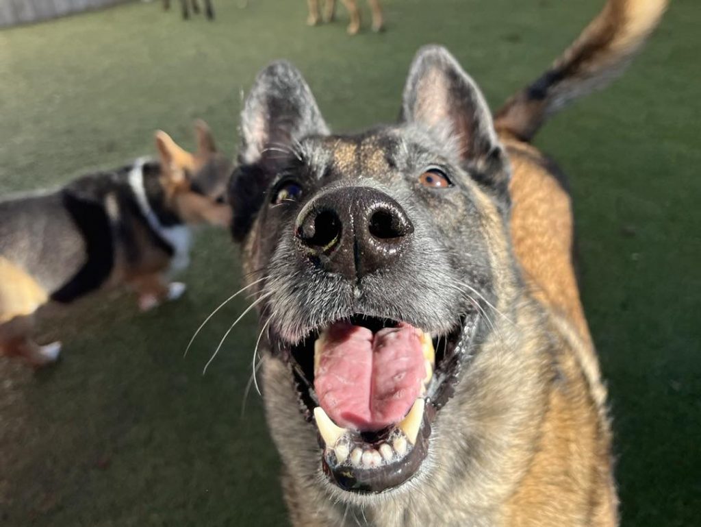 Happy dog at Hounds Lounge