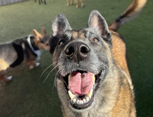 17 Reviews Explaining Why Hounds Lounge is the Best Dog Daycare